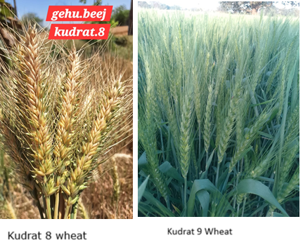 farmer-led innovation